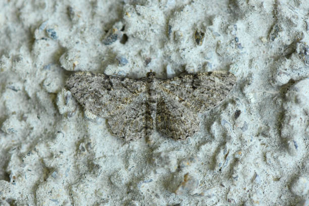 istock Closeup on the grey Peppered Moth, Biston betularia sitting with open wings on stone. 2190973502