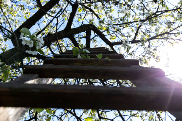 a wooden ladder, a ladder under a tree