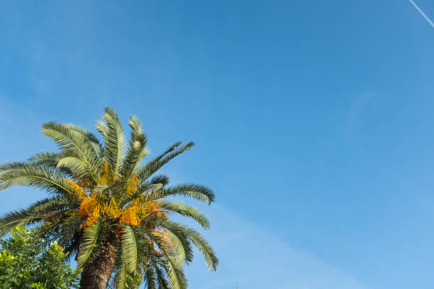 Palm Tree with Yellow Dates against a Clear Blue Sky in a Mountain Landscape. Ideal for themes related to tropical plants, natural beauty, travel, and warm climates. High quality photography