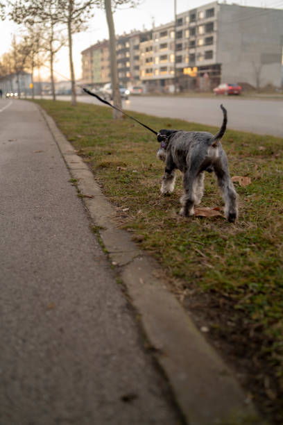istock dog walking outdoors 2190976457
