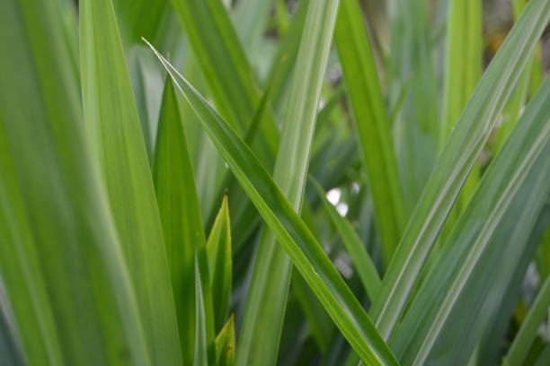 istock Pandan plants planted by Indonesian people 2190976712