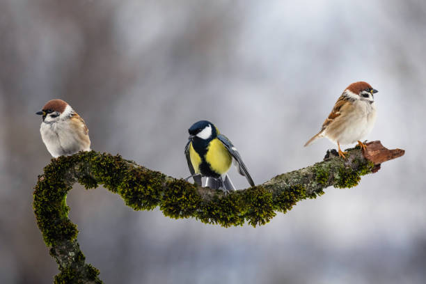 istock birds sparrows and tit sitting on mossy branch in forest 2190977952