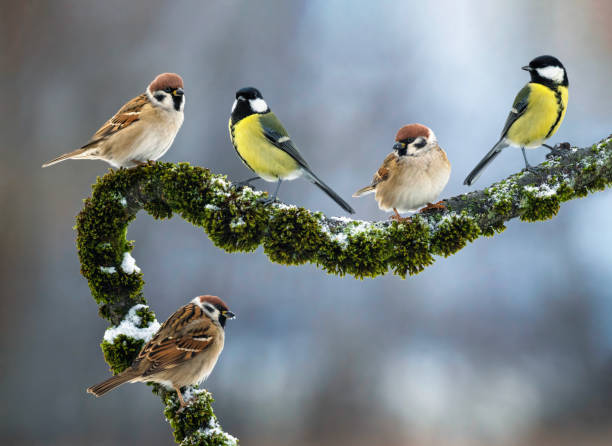 istock birds sparrows and titmouse sitting on mossy branch in winter forest 2190978023