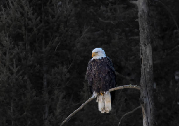 istock Bald Eagles at Eleven Mile Canyon 2190980557