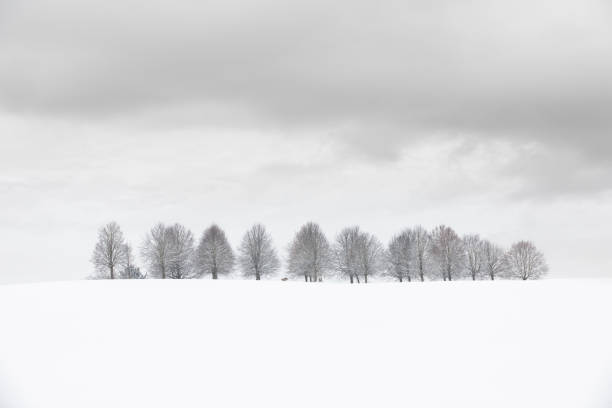 istock Group of trees in the snow under a cloudy sky 2190980702