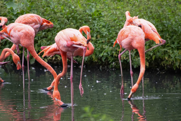 istock Pink Flamingos 2190980782