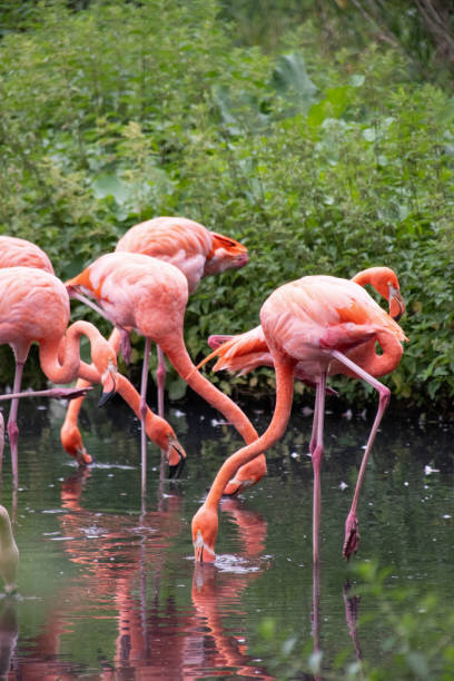 istock Pink Flamingos 2190980783