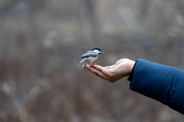 Black capped chickadee eating from a woman's hand