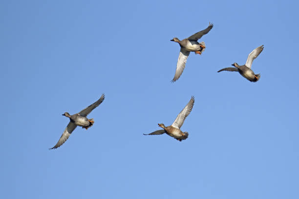 small flock of gadwalls in flight,  Mareca strepera; Anatidae