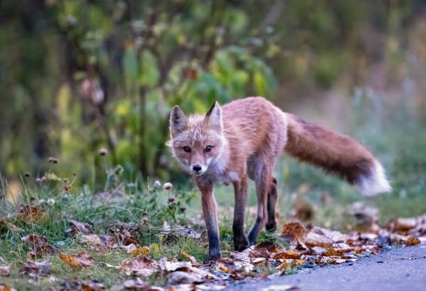istock Early morning red fox walking down the road 2190986089