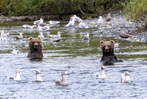 Two young Kodiak bear fishing in a river with many seagulls near them