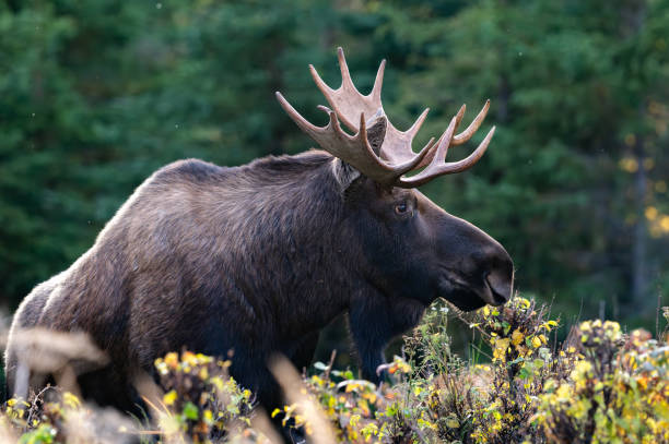 istock Young bull moose in Alaska in the brush 2190986103