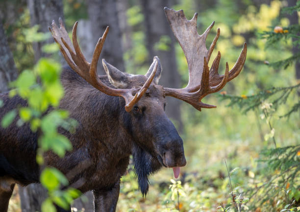 istock Very large bull moose during rut scenting 2190986106