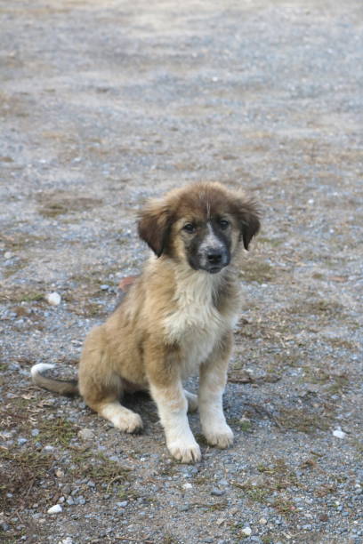 istock Adorable Scruffy Puppy with Playful Charm 2190987414