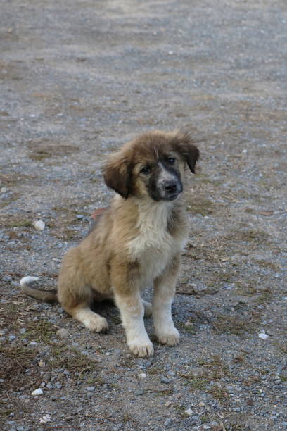 istock Adorable Scruffy Puppy with Playful Charm 2190987600
