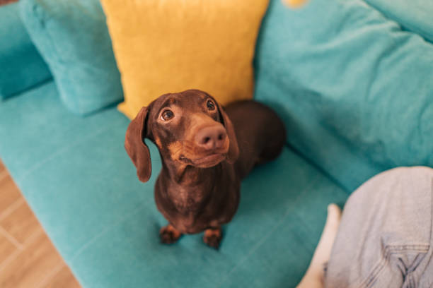 Portrait of a small dog on the couch