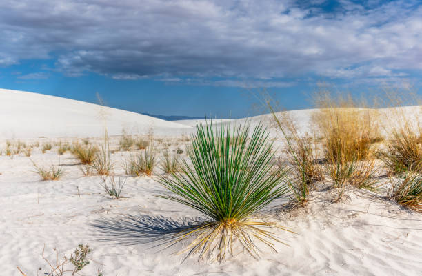 istock White Sands National Park - New Mexico, USA 2190989725