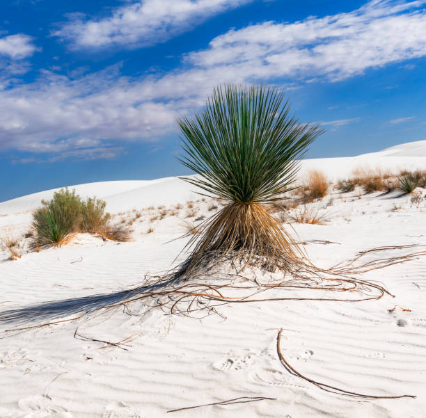 White Sands National Park ,  located in New Mexico, USA  is one of the world's great natural wonders.