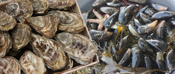 istock Harvesting mussels and oysters 2190989833