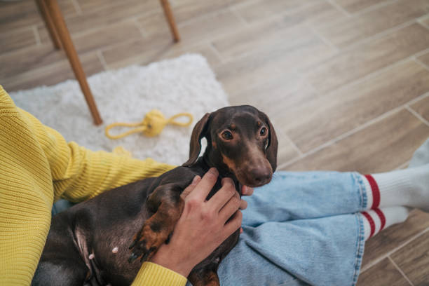 istock Portrait of a small dog 2190990736