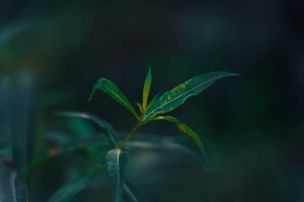 A close-up of delicate green leaves illuminated by soft, natural light, creating a tranquil and peaceful scene with a blurred background that emphasizes the simplicity and beauty of nature