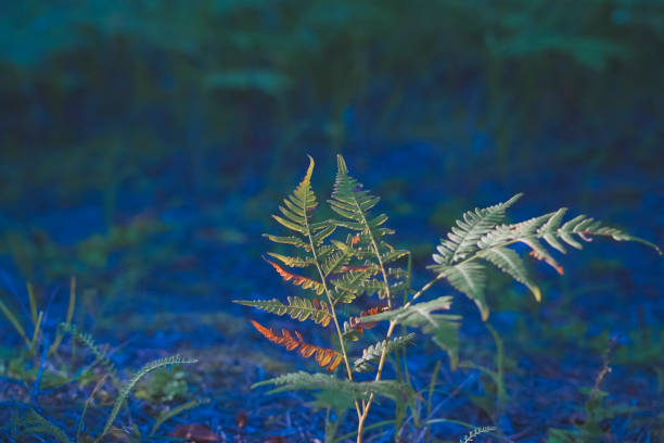 Pine trees and fern plants in a forest during a beautiful  autumn day in the Veluwe nature reserve in Gelderland, The Netherlands.