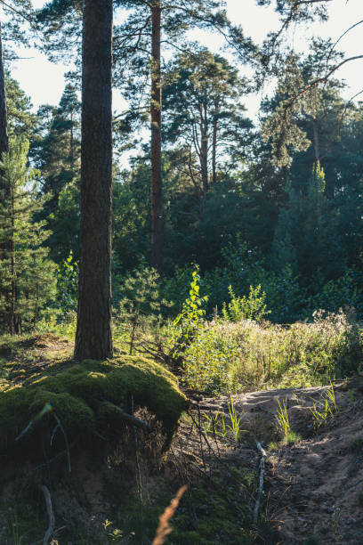 istock Sunlit forest clearing with moss-covered trees and lush undergrowth 2190990980