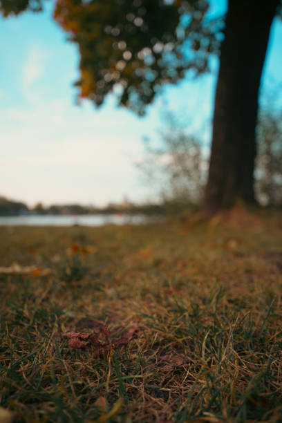 Autumn park scene with a tree, grass, and lake at sunset. A tranquil and scenic nature view with no people, showcasing seasonal beauty and serenity