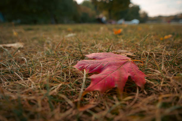 istock Red autumn leaf on grassy ground by a lake 2190990983