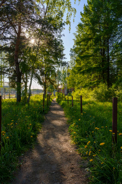 A sunlit rural pathway surrounded by green trees and blooming wildflowers, with a fence on either side. A tranquil and scenic nature setting perfect for outdoor exploration