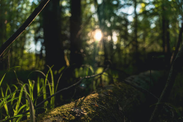 istock Sunlight filtering through trees onto a forest floor with moss and grass 2190991022