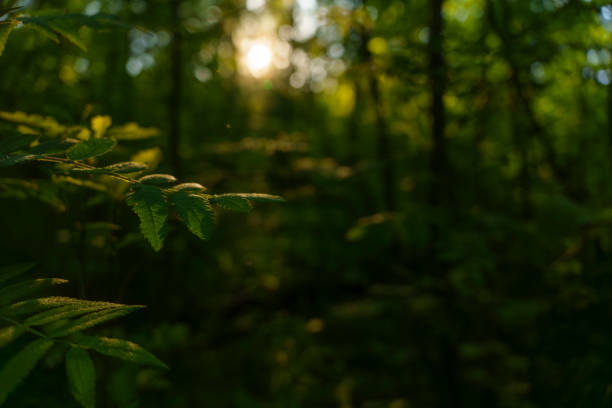 new green foliage on deciduous trees in the forest in the spring season, different trees in the forest in the spring