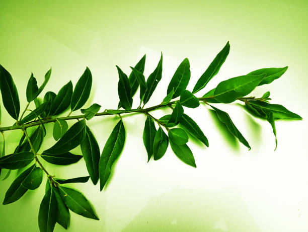 chinese medicine plant Eleutherococcus nodiflorus (Dunn) S. Y. Hu in outdoor in Spring