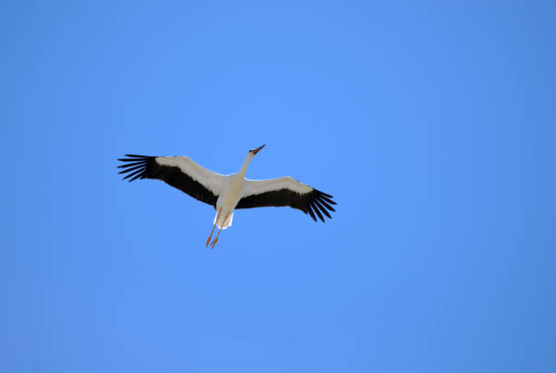 istock Stork flying in the sky of Aragon, Spain 2190992710