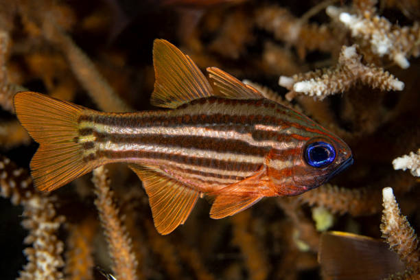Split-banded Cardinalfish or Ochre-striped Cardinalfish Ostorhinchus compressus (ex Apogon compressus) occurs in the tropical Indo-West Pacific from Malaysia east to Palau in Micronesia and the Solomon Islands, north to the Ryukyu Islands and south to the Great Barrier Reef in a depth range from 2-20m, max. length 12cm, common length 8.5cm.\nThe nocturnal species is found in small aggregatations among or near mounds of branching corals. Ochre-striped Cardinalfish is a mouthbrooding species with distinct pairing during courtship and spawning. \n\nThis specimen was encountered in the Lembeh Strait, Indonesia \n1°27'34.836 N 125°13'17.046 E at 5m depth by night