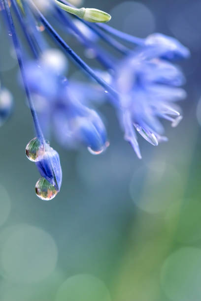 Close-up photo of an Ornamental onion flower about to come into full bloom. Small dew drops (rain drops) are visible. Defocused background with beautiful bokeh light spots. Space for copy.