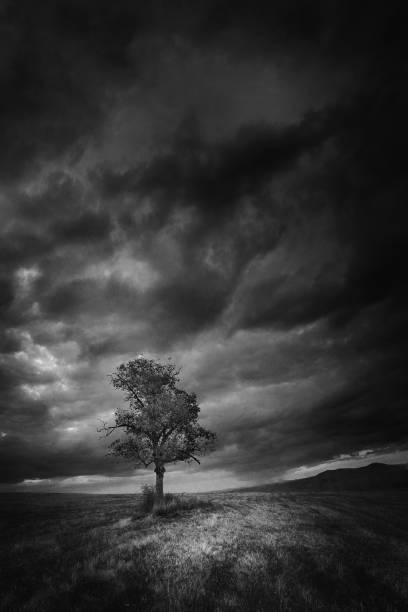 lonely tree