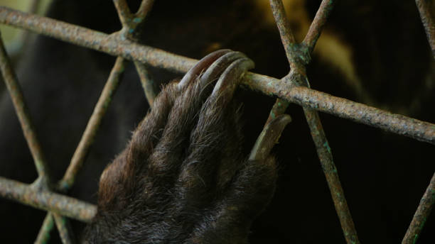 istock Black Bear in the Zoo 2190997374
