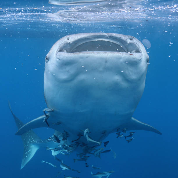 istock whaleshark close up underwater 2191000881