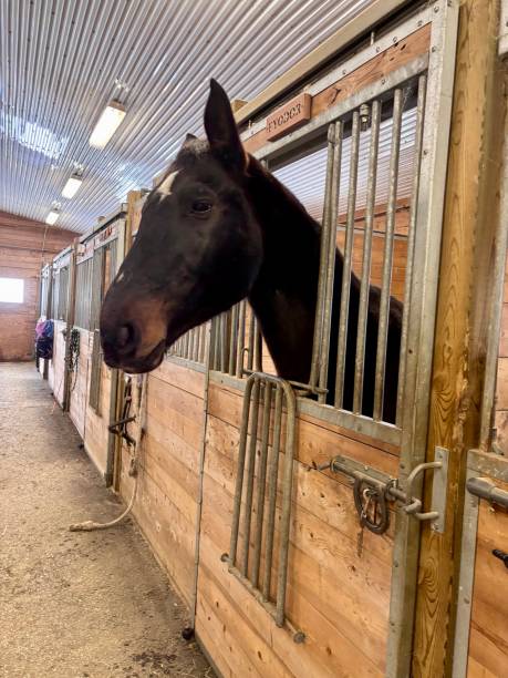istock Black horse poking head out of stall 2191001682