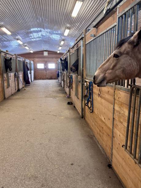 istock Horses looking out of their stalls in a barn 2191001697