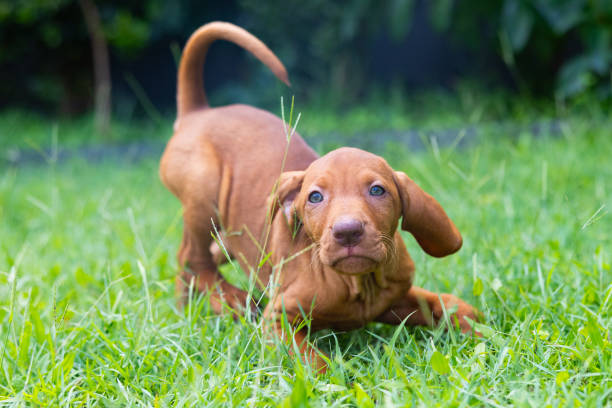 istock Hungarian Vizsla puppy dog running on grass with ears flapping 2191001848