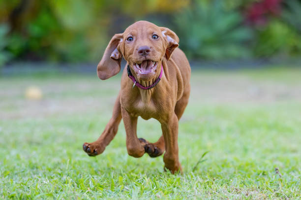 istock Hungarian Vizsla puppy dog running on grass with ears flapping 2191001883