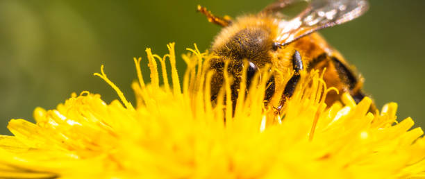 istock Honey bee covered with yellow pollen collecting nectar from dandelion flower. 2191005572