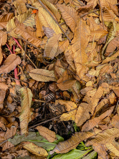 istock A pile of wet dry leaves 2191007045