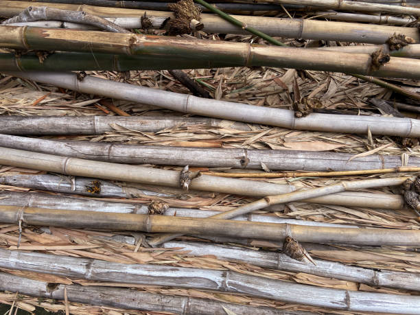 istock Dried bamboo stacked on top of dried bamboo leaves 2191007411