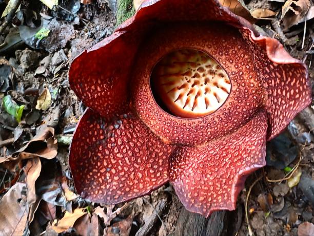 istock The Rafflesia Arnoldi Flower 2191007451