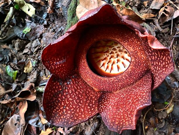 istock The Rafflesia Arnoldi Flower 2191007457