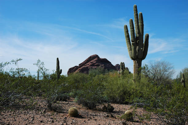 istock cactus in wild area in Arizona in spring 2191009512