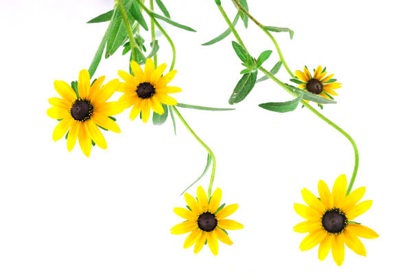 black eyed susan